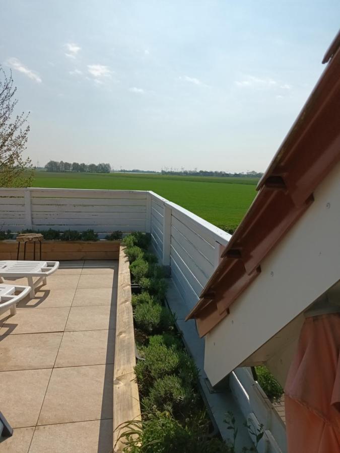 Strandrose فريادريتشسكوغ المظهر الخارجي الصورة